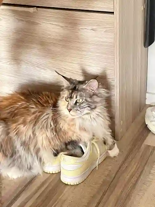 Chatte Trouvée 76 Seine-Maritime Le Havre - Unaï